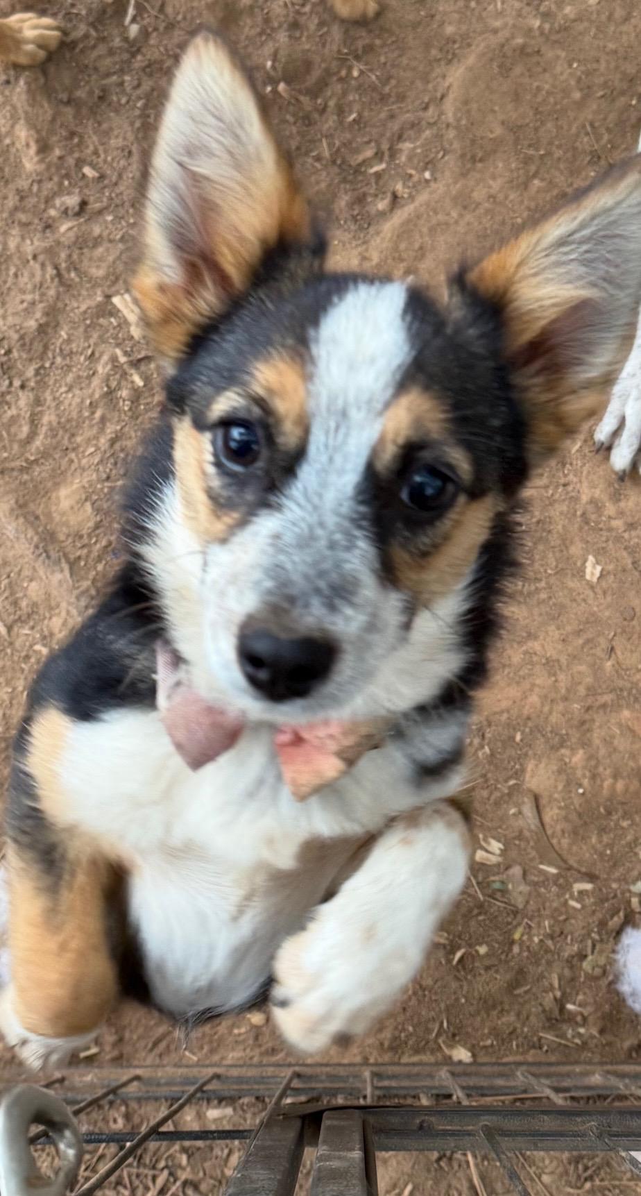 Enlarge Dolly Sue, a Adopted Corgi in Paris, TX image 2/2