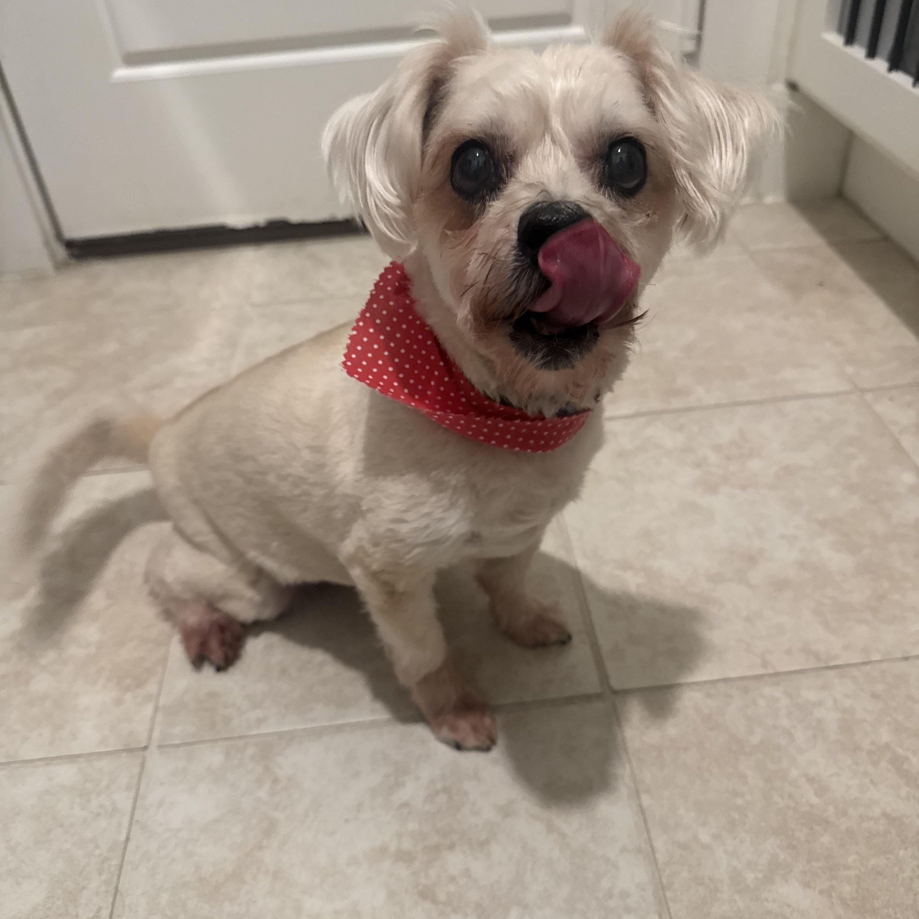 Enlarge Louie, a ADOPTABLE Maltese in Garland, TX image 1/6