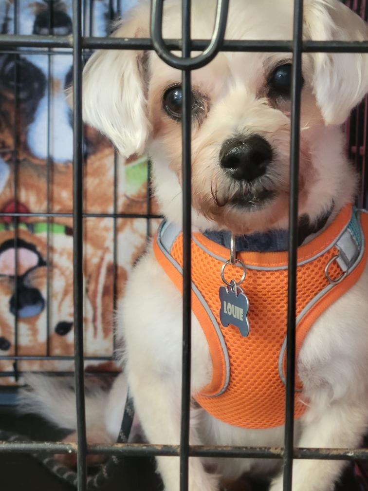 Enlarge Louie, a ADOPTABLE Maltese in Garland, TX image 5/6