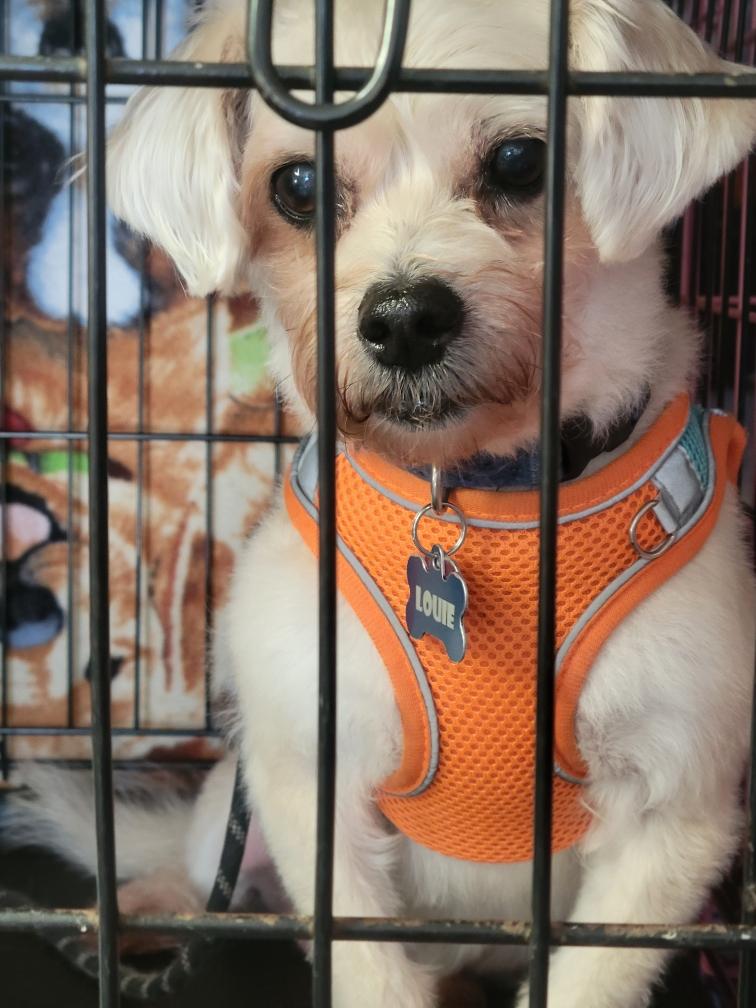 Enlarge Louie, a ADOPTABLE Maltese in Garland, TX image 2/6