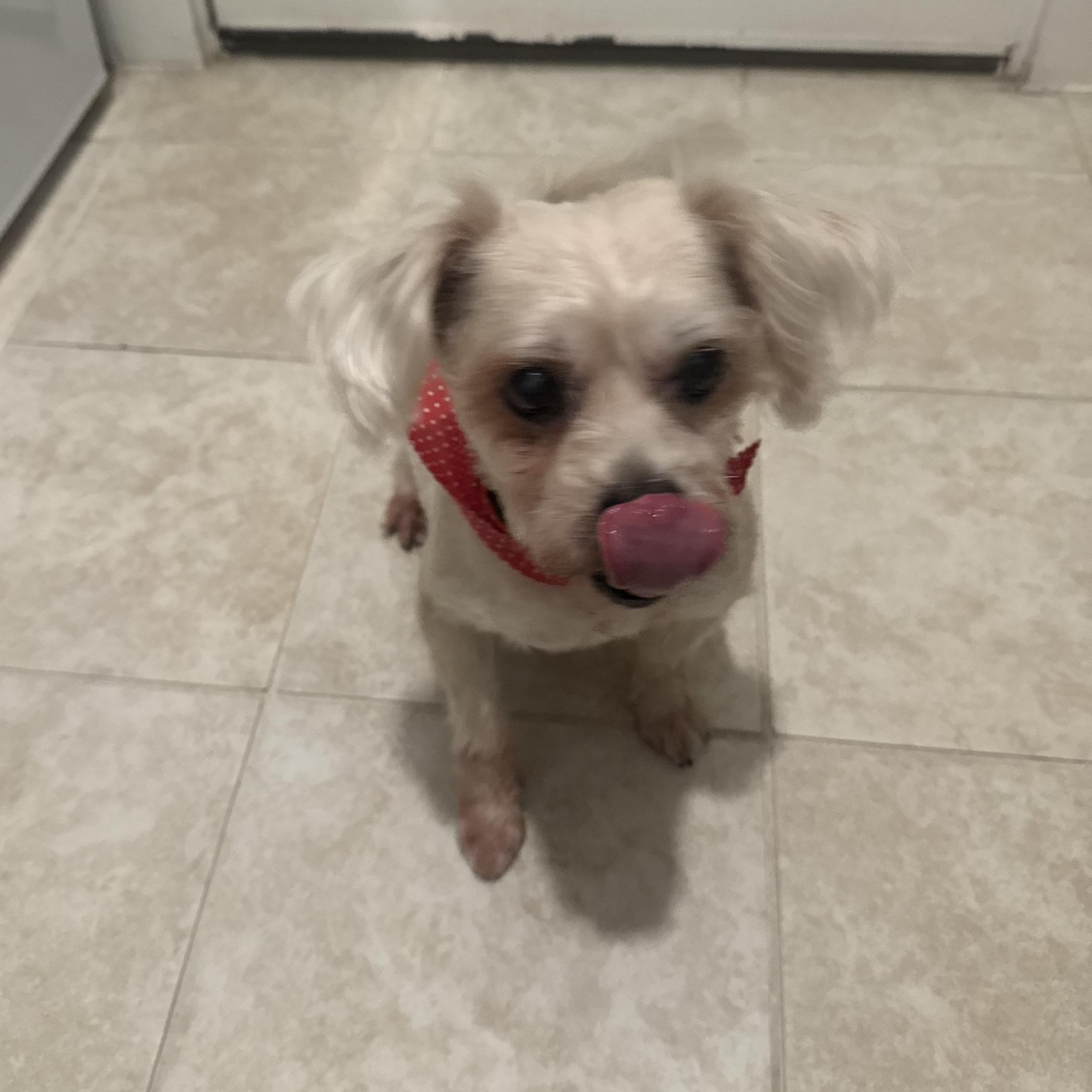 Enlarge Louie, a ADOPTABLE Maltese in Garland, TX image 3/6