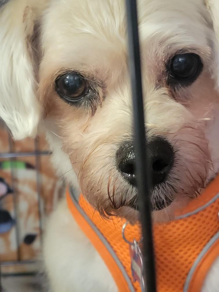 Enlarge Louie, a ADOPTABLE Maltese in Garland, TX image 6/6