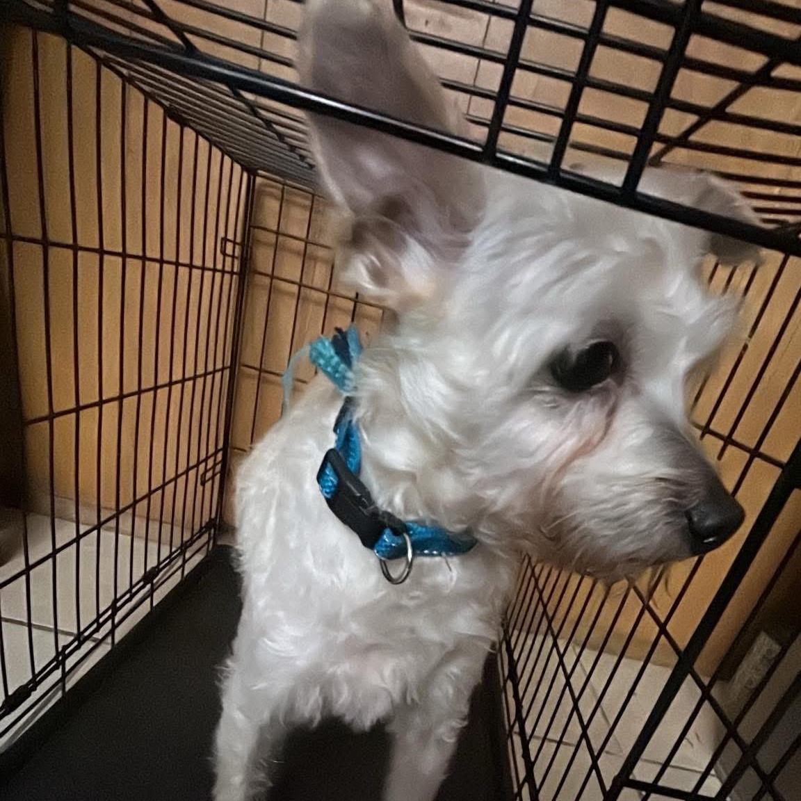 Enlarge Louie, a ADOPTABLE Maltese in Garland, TX image 4/6