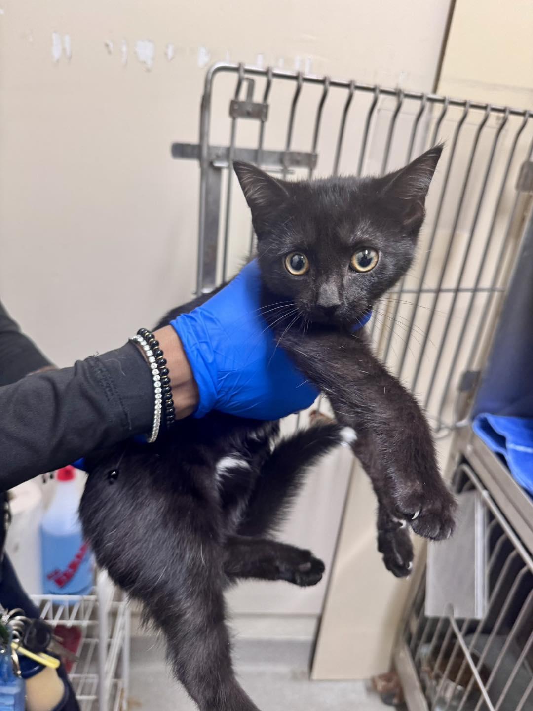 Enlarge Miles , an adopted Domestic Short Hair in Passaic, NJ image 1/1