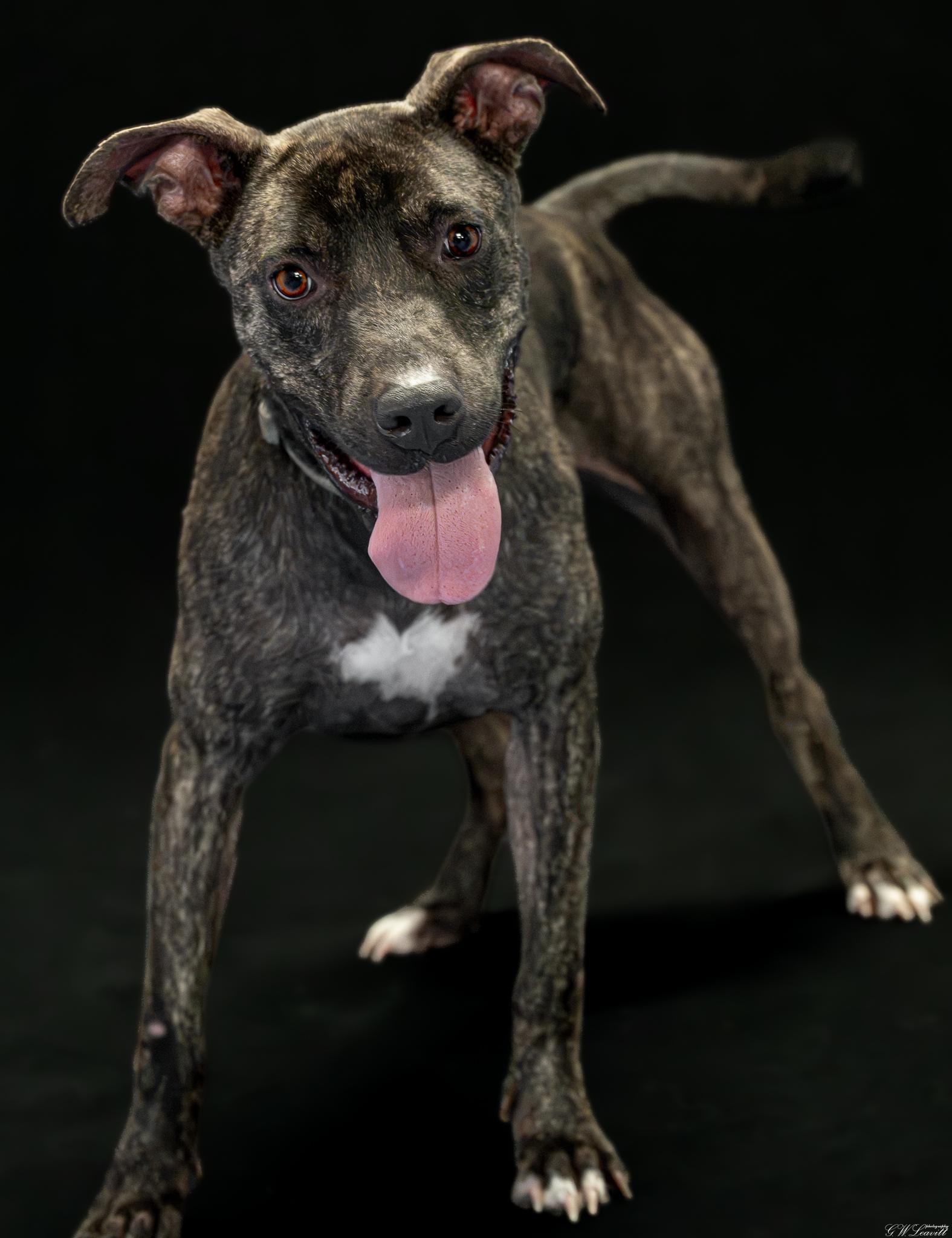 Enlarge Millie, a Adoptable mixed breed in Argyle, NY image 2/6