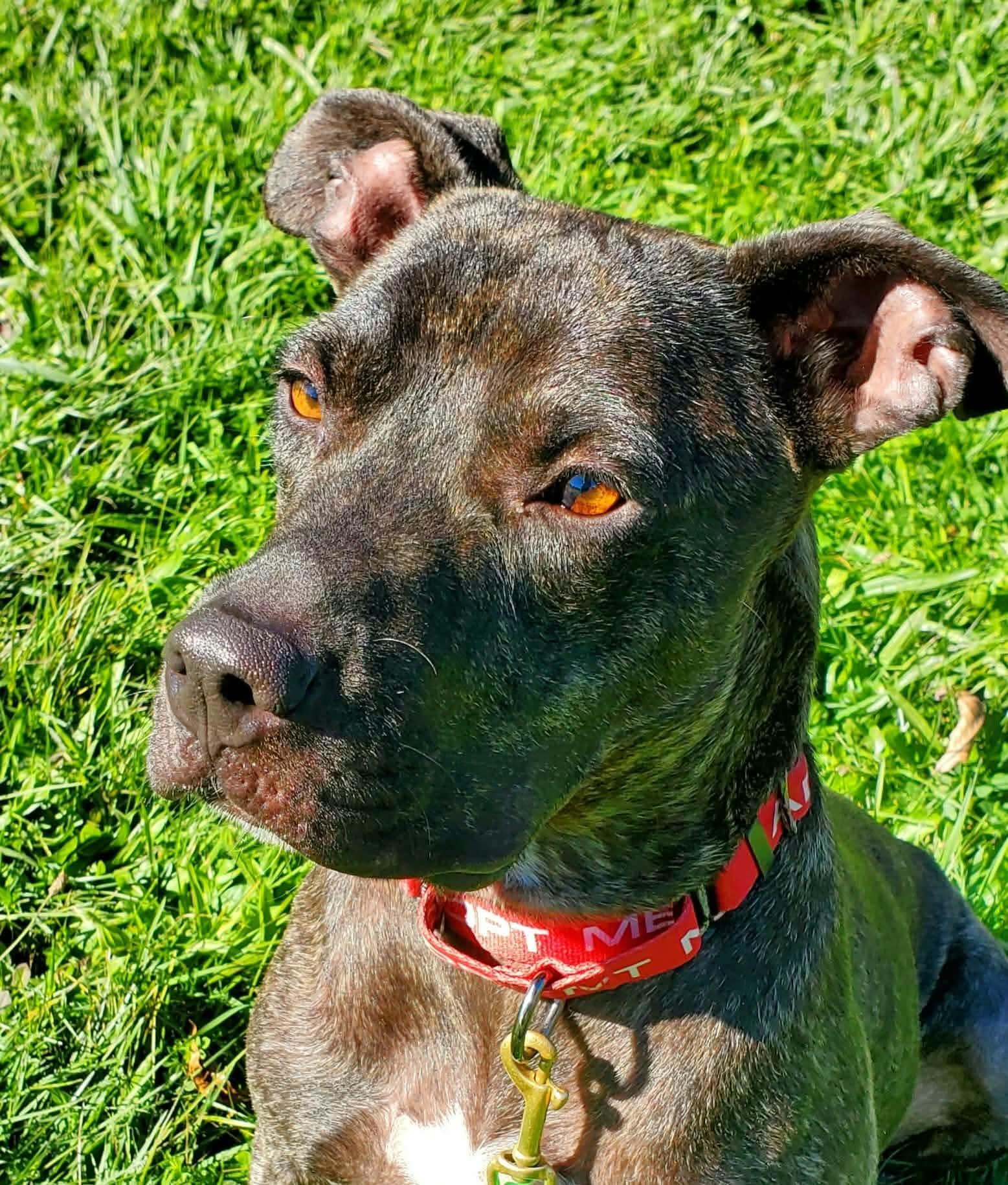 Enlarge Millie, a Adoptable mixed breed in Argyle, NY image 5/6