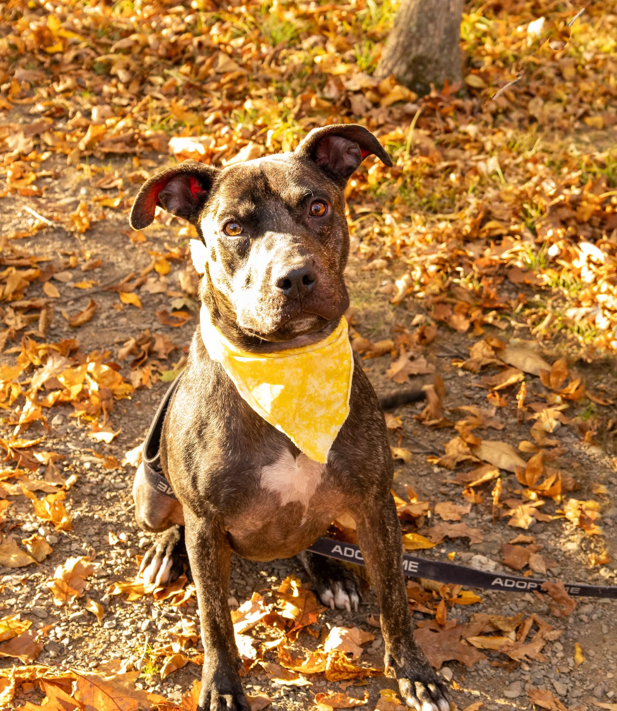 Millie, Adoptable, Young Female Bulldog.