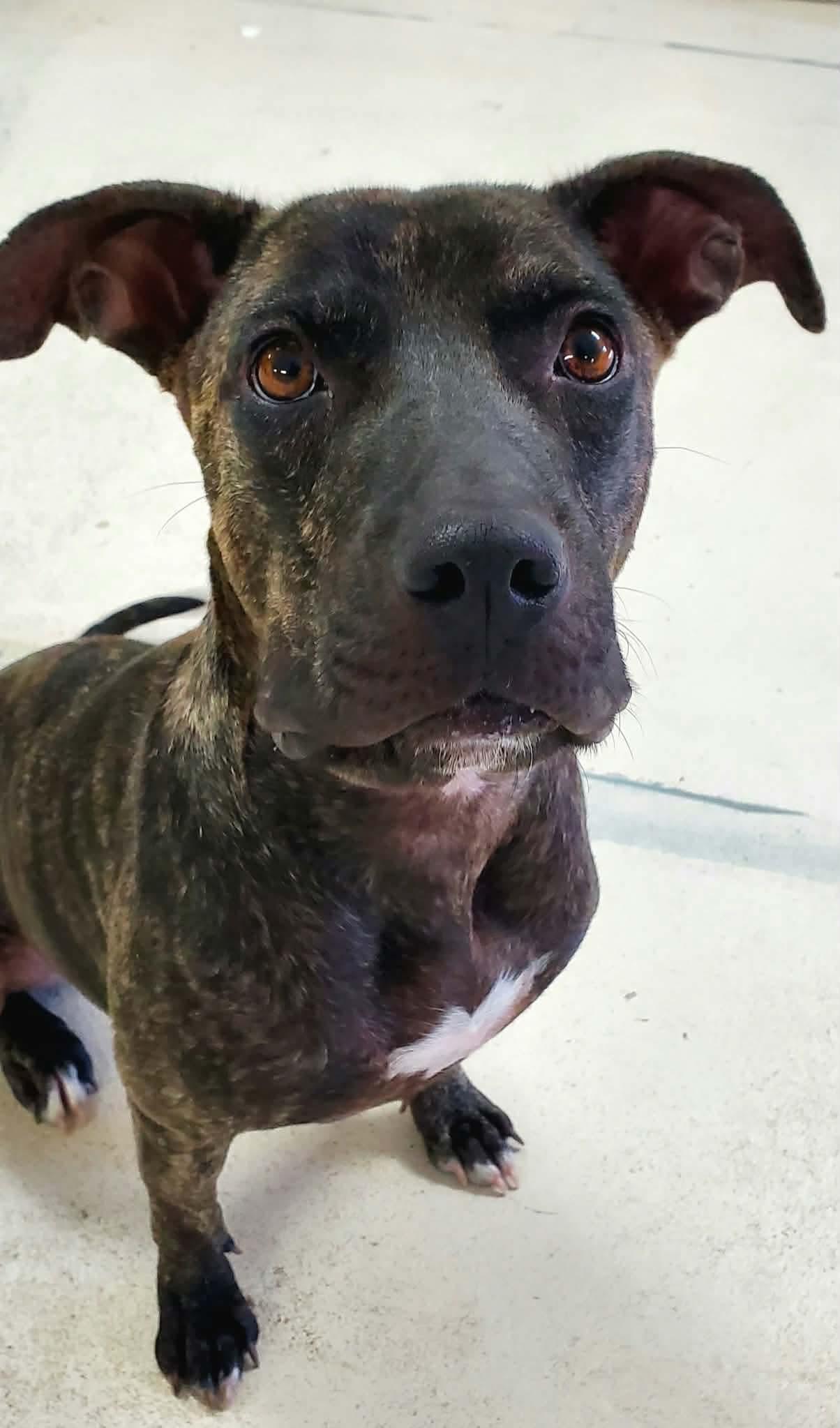 Enlarge Millie, a Adoptable mixed breed in Argyle, NY image 3/6
