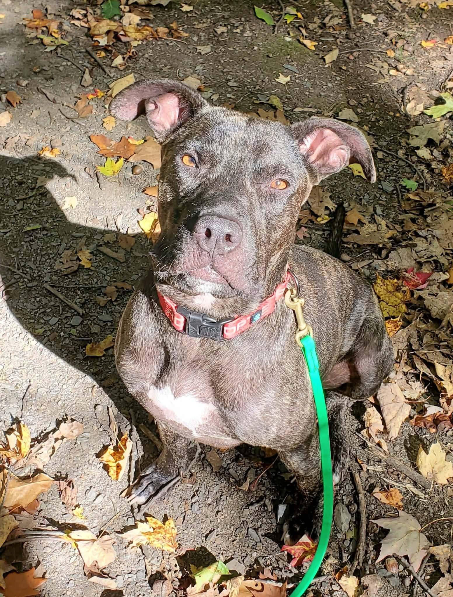 Enlarge Millie, a Adoptable mixed breed in Argyle, NY image 1/6