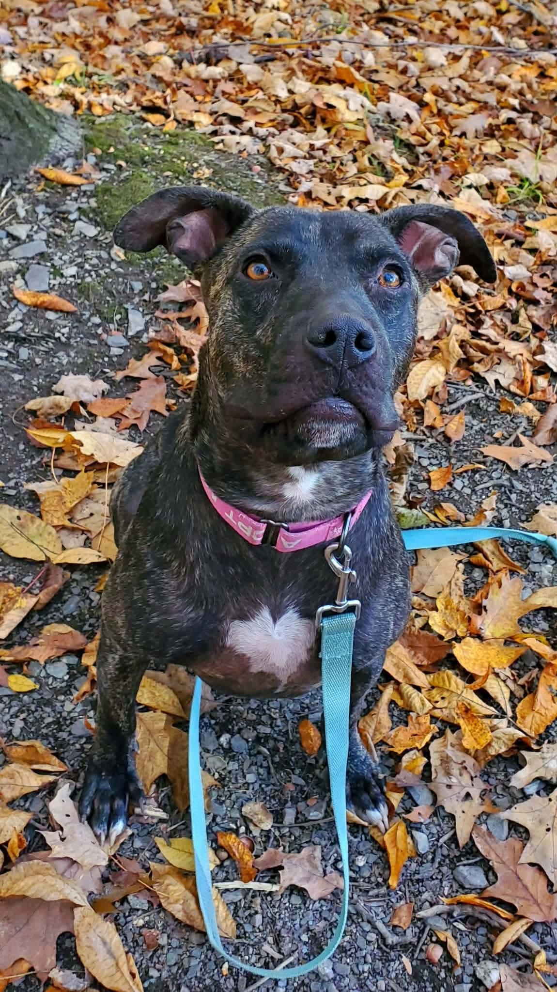 Enlarge Millie, a Adoptable mixed breed in Argyle, NY image 6/6