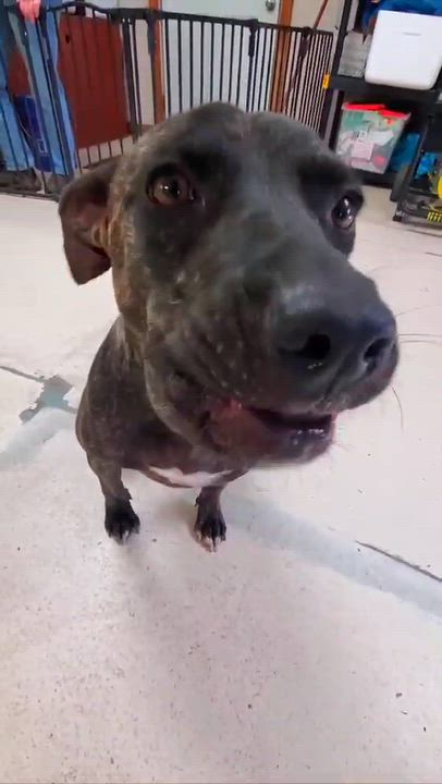 Enlarge Millie, a Adoptable mixed breed in Argyle, NY video 4/6
