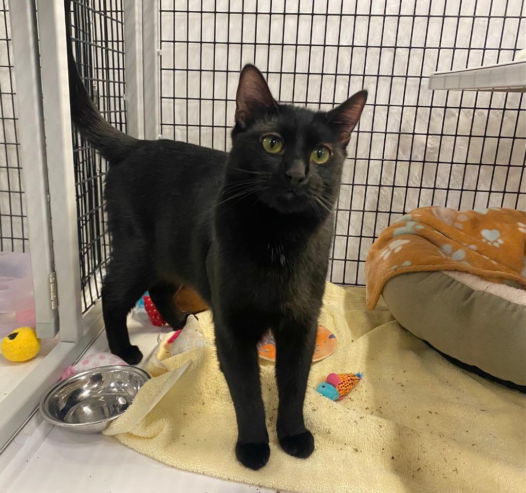 Enlarge Tatum, a Adoptable mixed breed in Raleigh, NC image 2/4