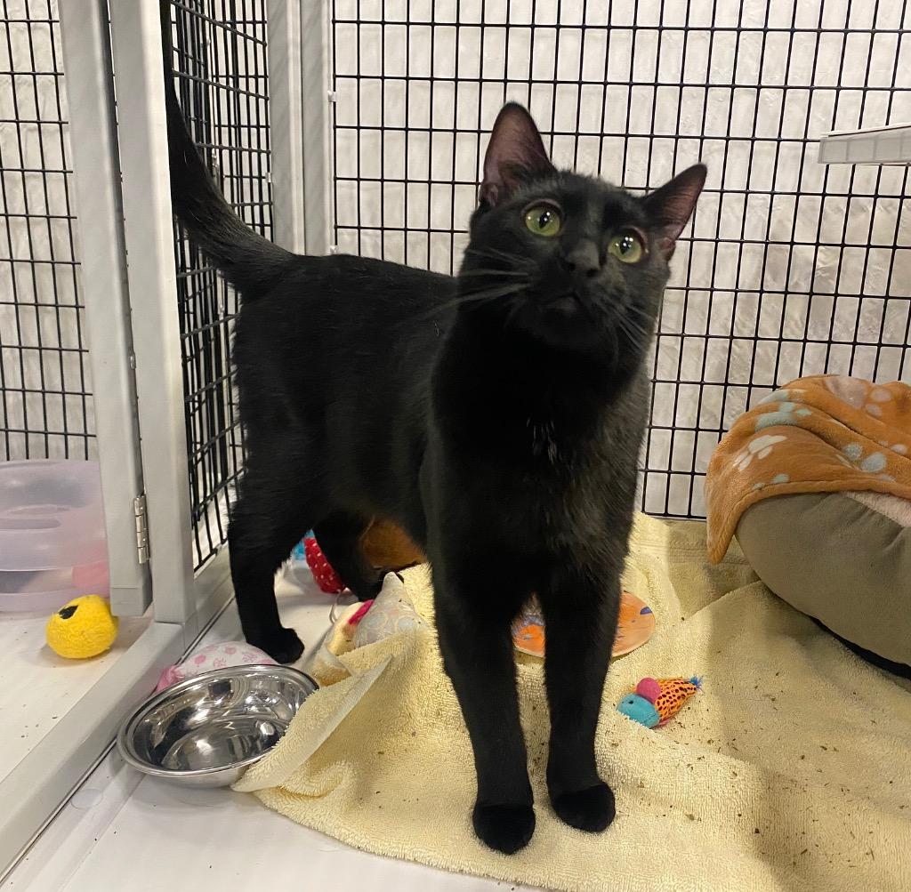 Enlarge Tatum, a Adoptable mixed breed in Raleigh, NC image 3/4