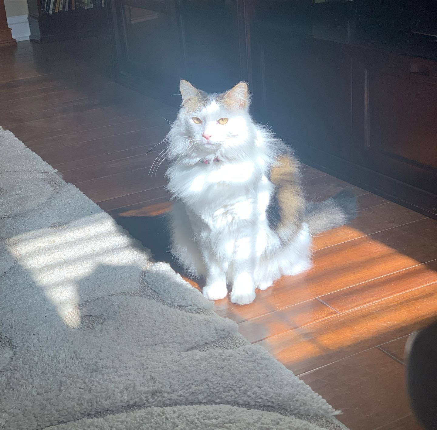 Enlarge Izzy, a ADOPTABLE mixed breed in Laguna Beach, CA image 4/6