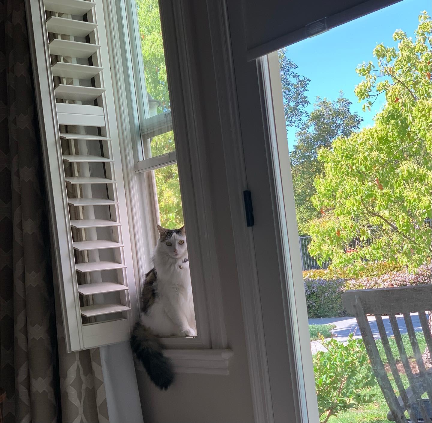 Enlarge Izzy, a ADOPTABLE mixed breed in Laguna Beach, CA image 5/6