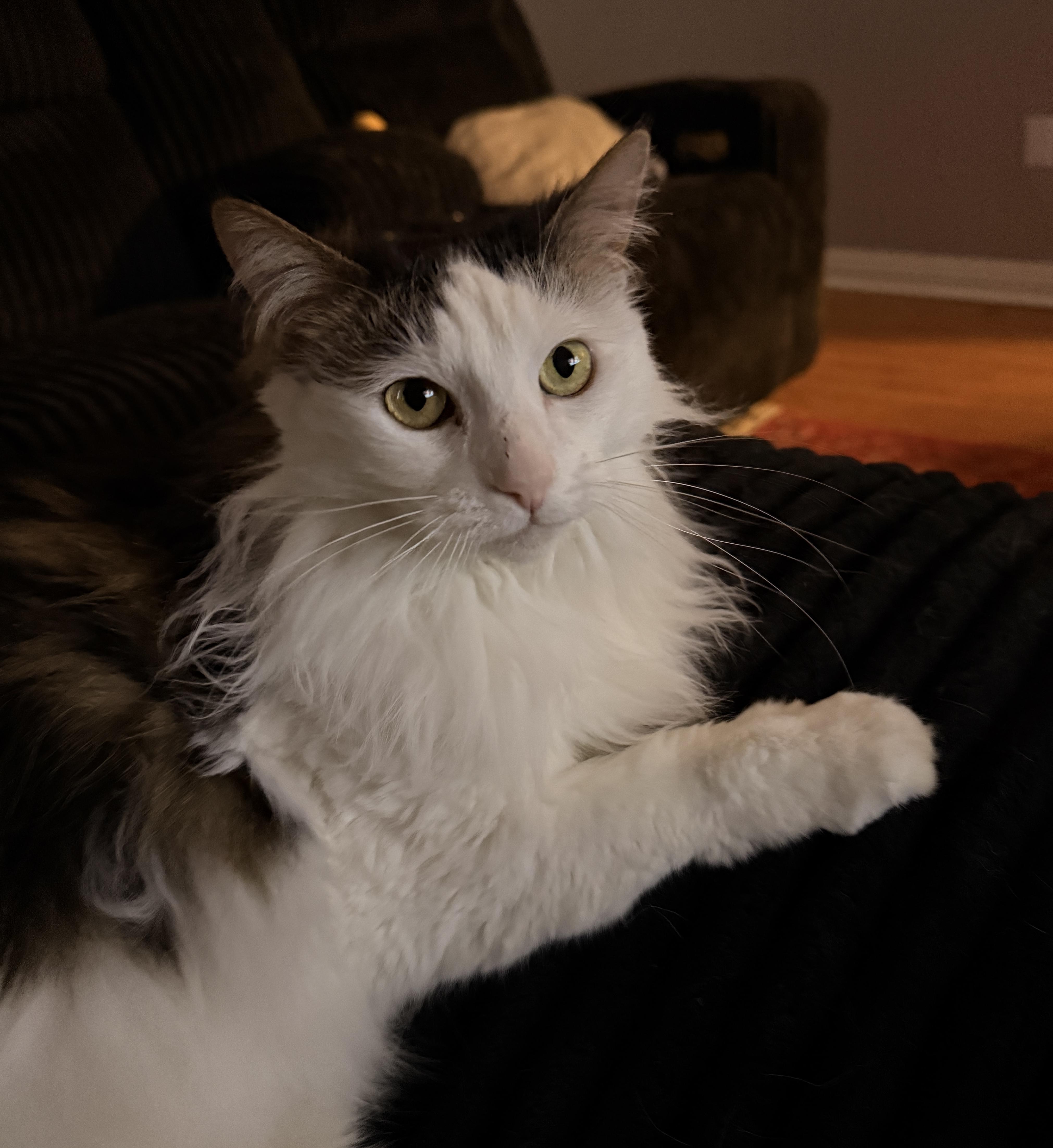 Izzy, ADOPTABLE, Adult Female Domestic Long Hair & Turkish Van.