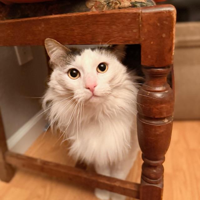 Enlarge Izzy, a ADOPTABLE mixed breed in Laguna Beach, CA image 2/6