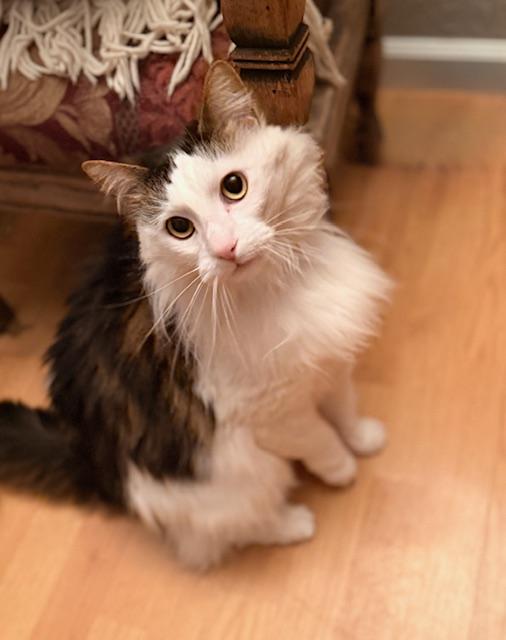Izzy, ADOPTABLE, Adult Female Domestic Long Hair & Turkish Van.