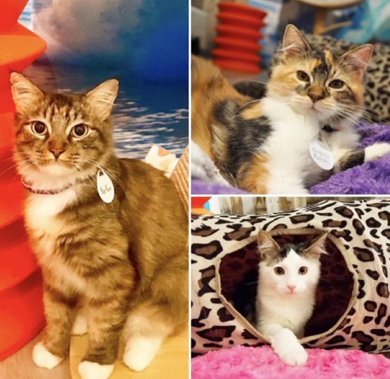 Enlarge Izzy, a ADOPTABLE mixed breed in Laguna Beach, CA image 6/6