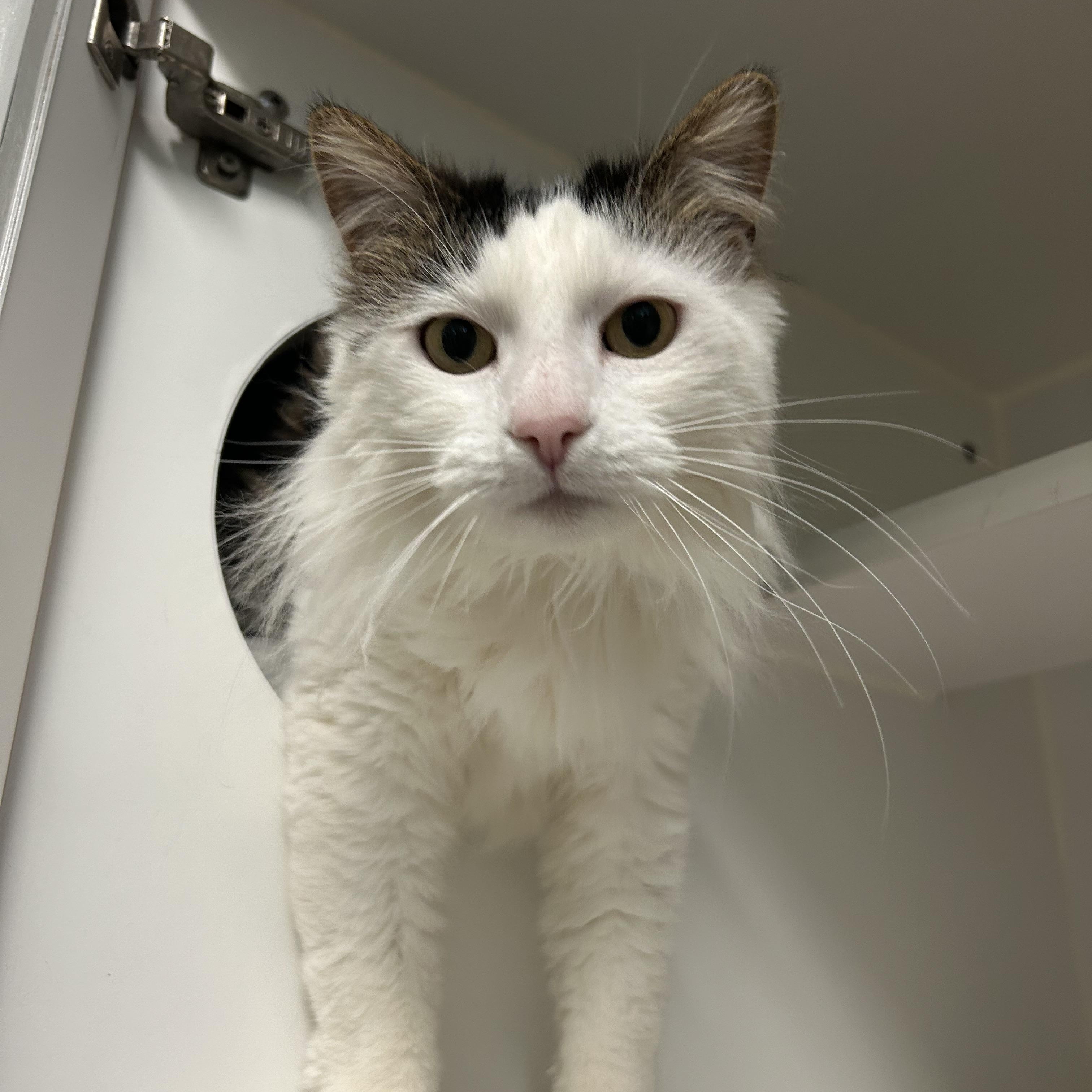 Enlarge Izzy, a ADOPTABLE mixed breed in Laguna Beach, CA image 3/6