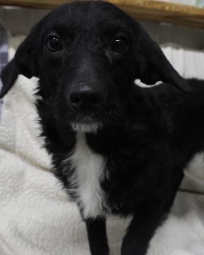 Tot, Adoptable, Adult Female Terrier.