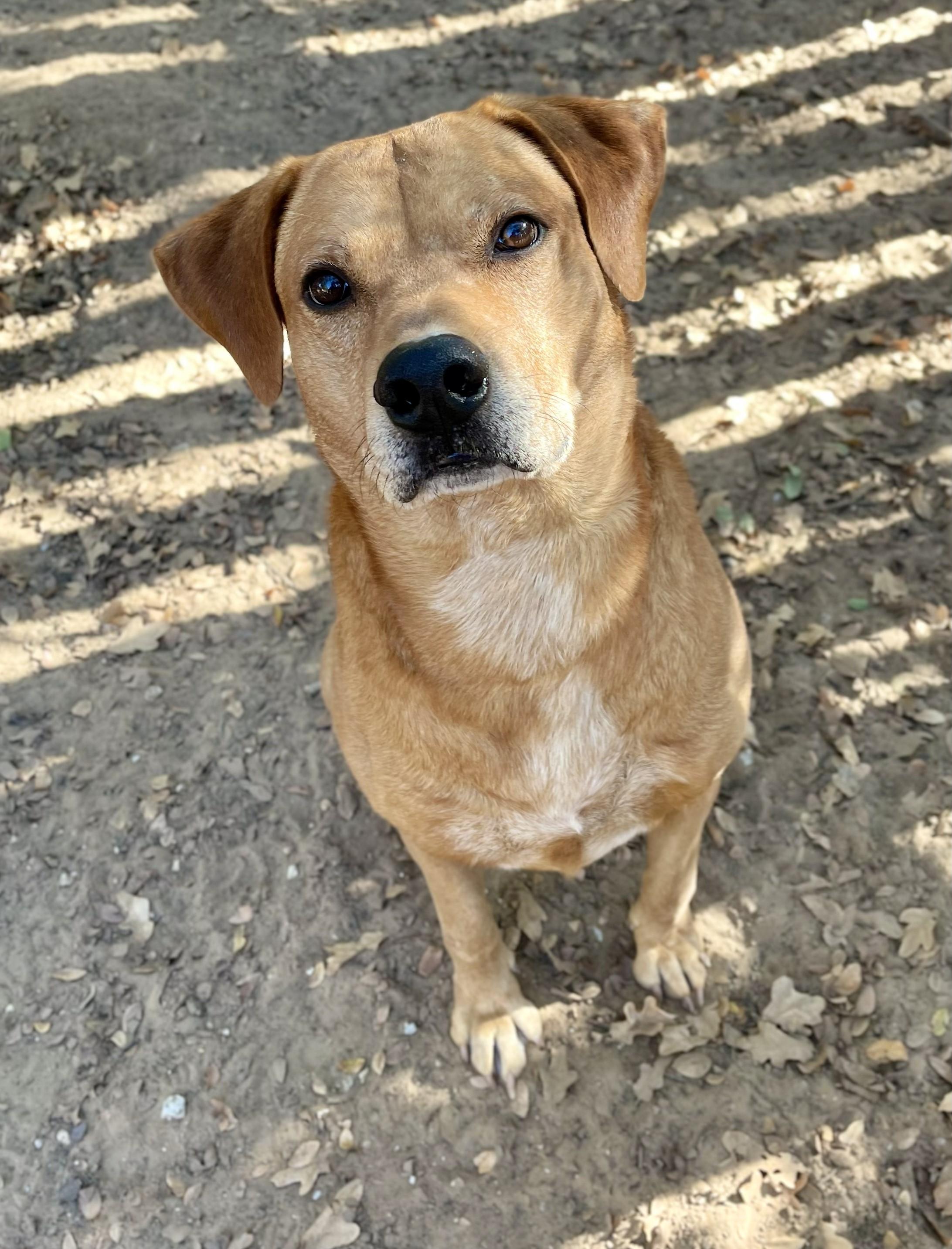Tove, Adoptable, Adult Male Rhodesian Ridgeback.