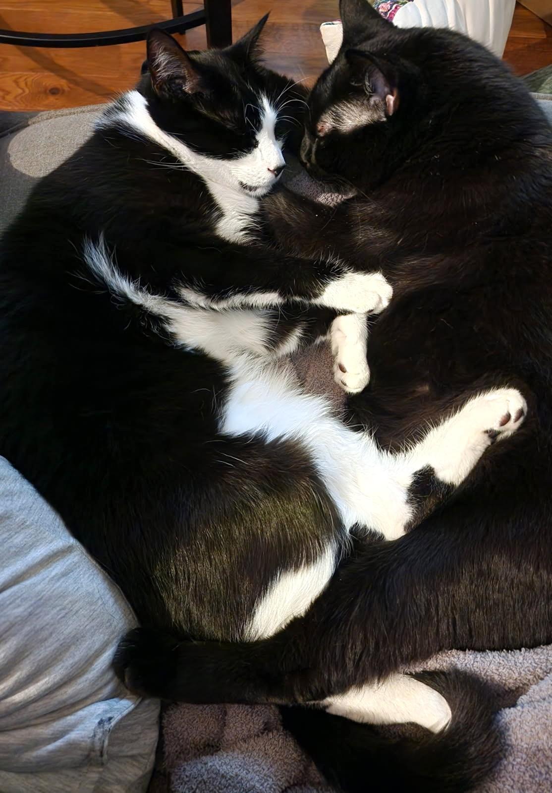 Enlarge Esme, a Adoptable Tuxedo in New Albany, OH image 1/4