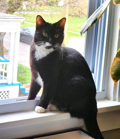 Enlarge Esme, a Adoptable Tuxedo in New Albany, OH image 4/4