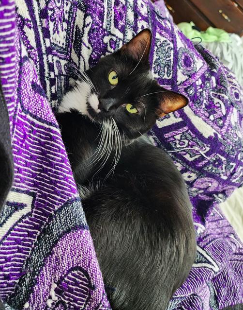 Enlarge Esme, a Adoptable Tuxedo in New Albany, OH image 3/4