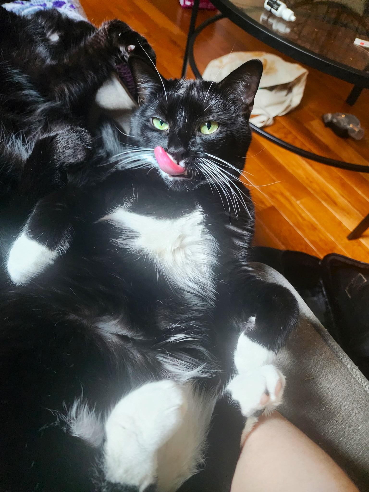 Enlarge Esme, a Adoptable Tuxedo in New Albany, OH image 2/4