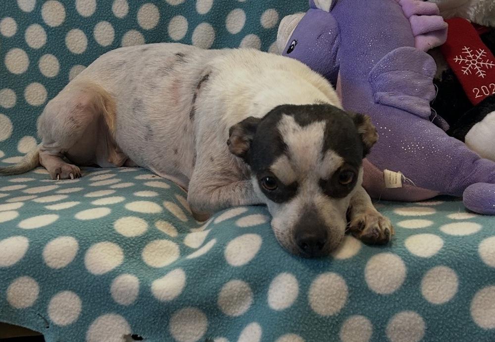 Enlarge Panda, a Adoptable mixed breed in Cedartown, GA image 1/1