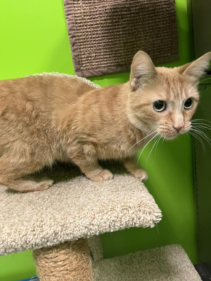 Enlarge Giblet , a ADOPTABLE mixed breed in Lincoln Park, MI image 1/1