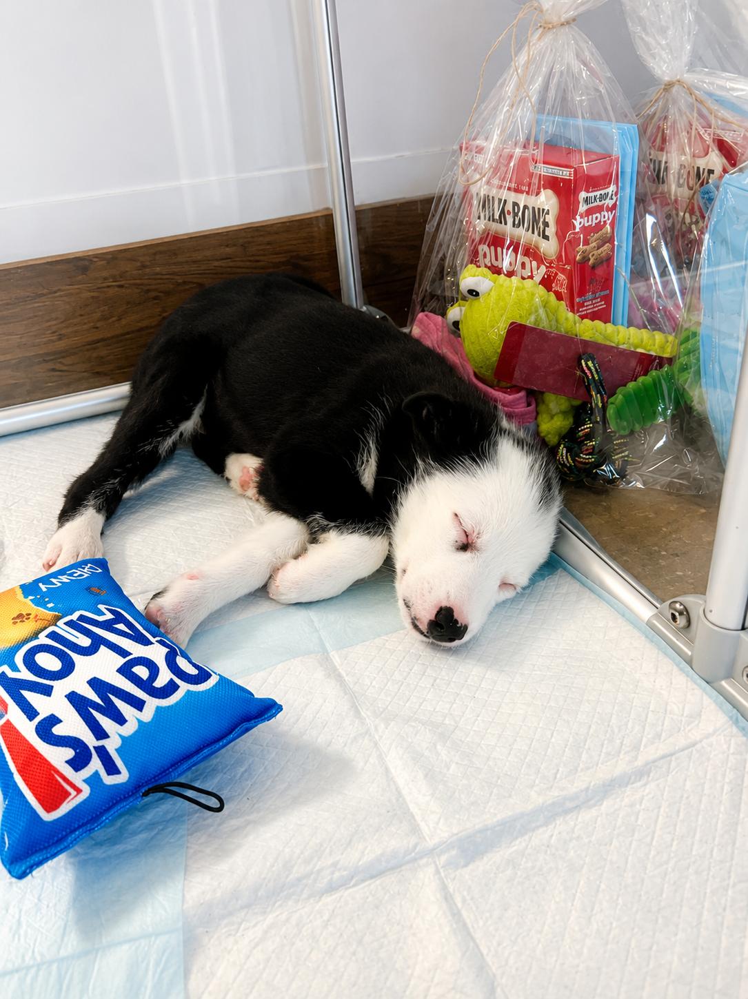 Corni, a Adoptable mixed breed in Copiague, NY image 4/5