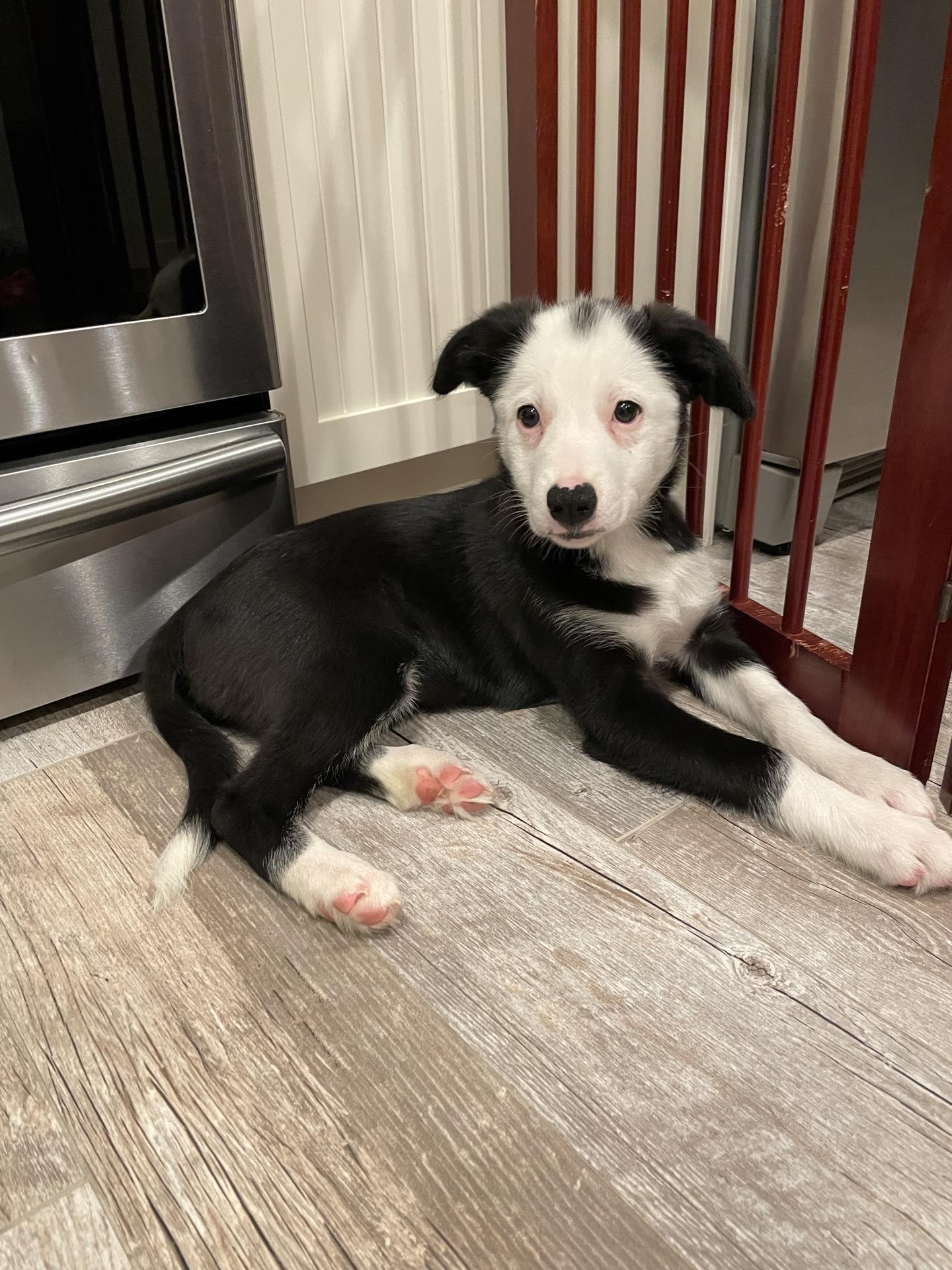 Corni, a Adoptable mixed breed in Copiague, NY image 5/5