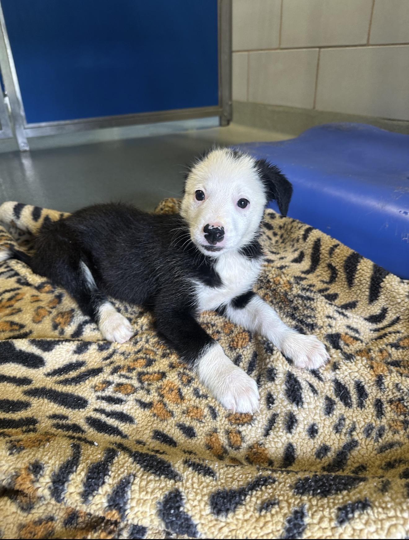 Corni, a Adoptable mixed breed in Copiague, NY image 3/5