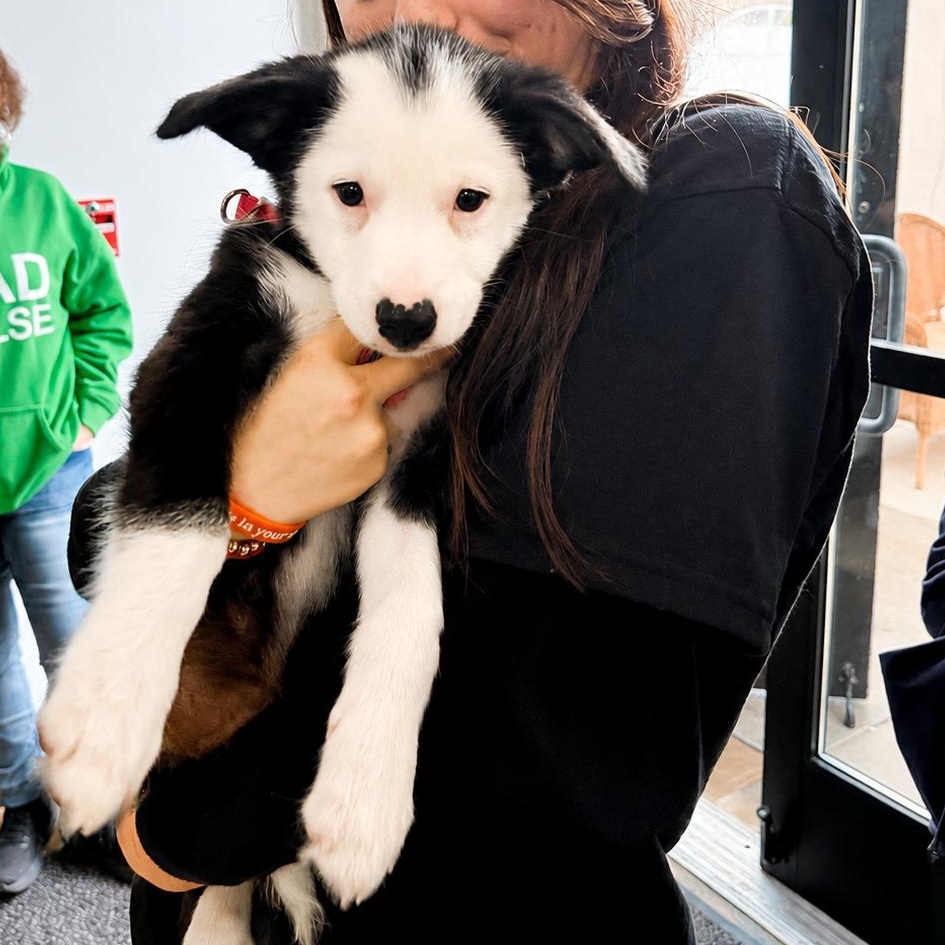 Corni, a Adoptable mixed breed in Copiague, NY image 2/5
