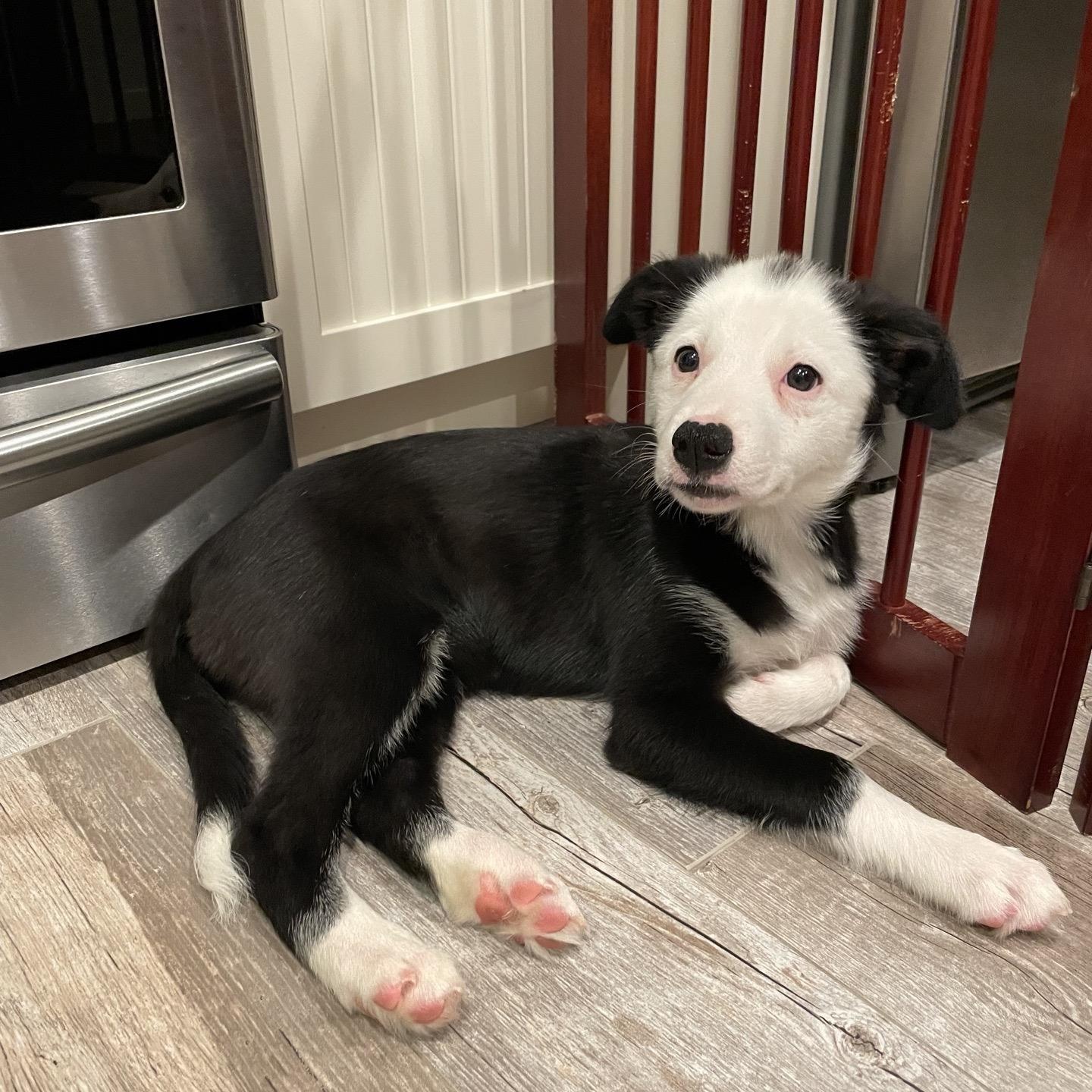 Corni, Adoptable, Puppy Female Border Collie.