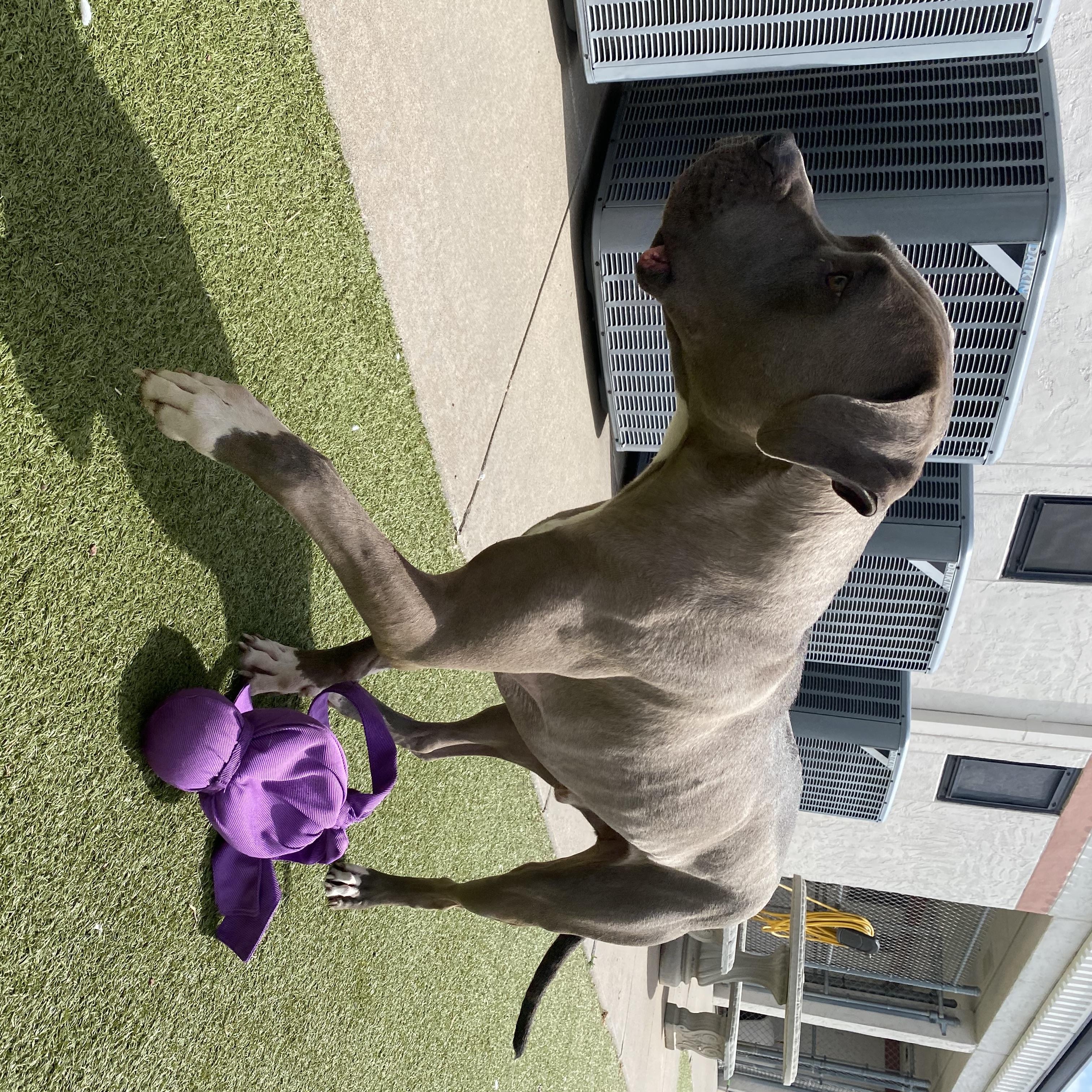 Enlarge Stray, a ADOPTABLE American Bully in Hays, KS image 5/6