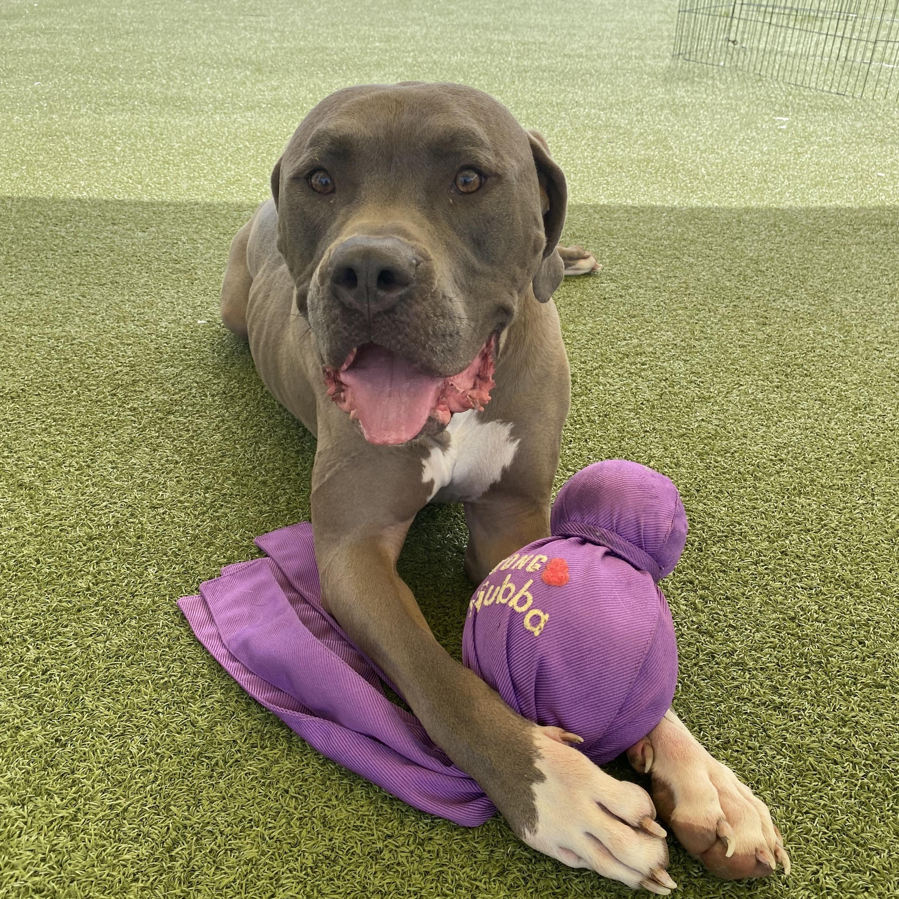 Enlarge Stray, a ADOPTABLE American Bully in Hays, KS image 3/6