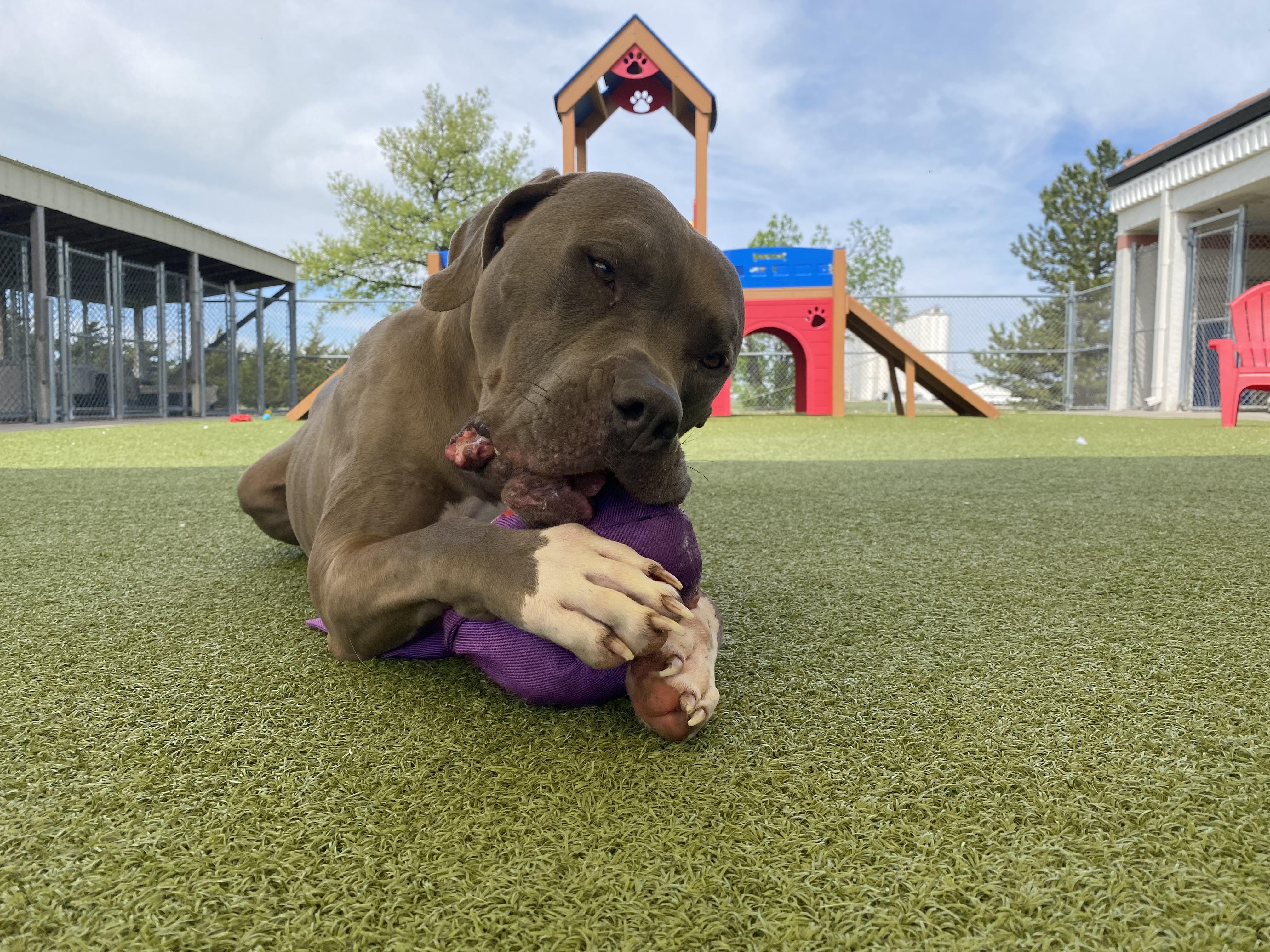 Enlarge Stray, a ADOPTABLE American Bully in Hays, KS image 4/6