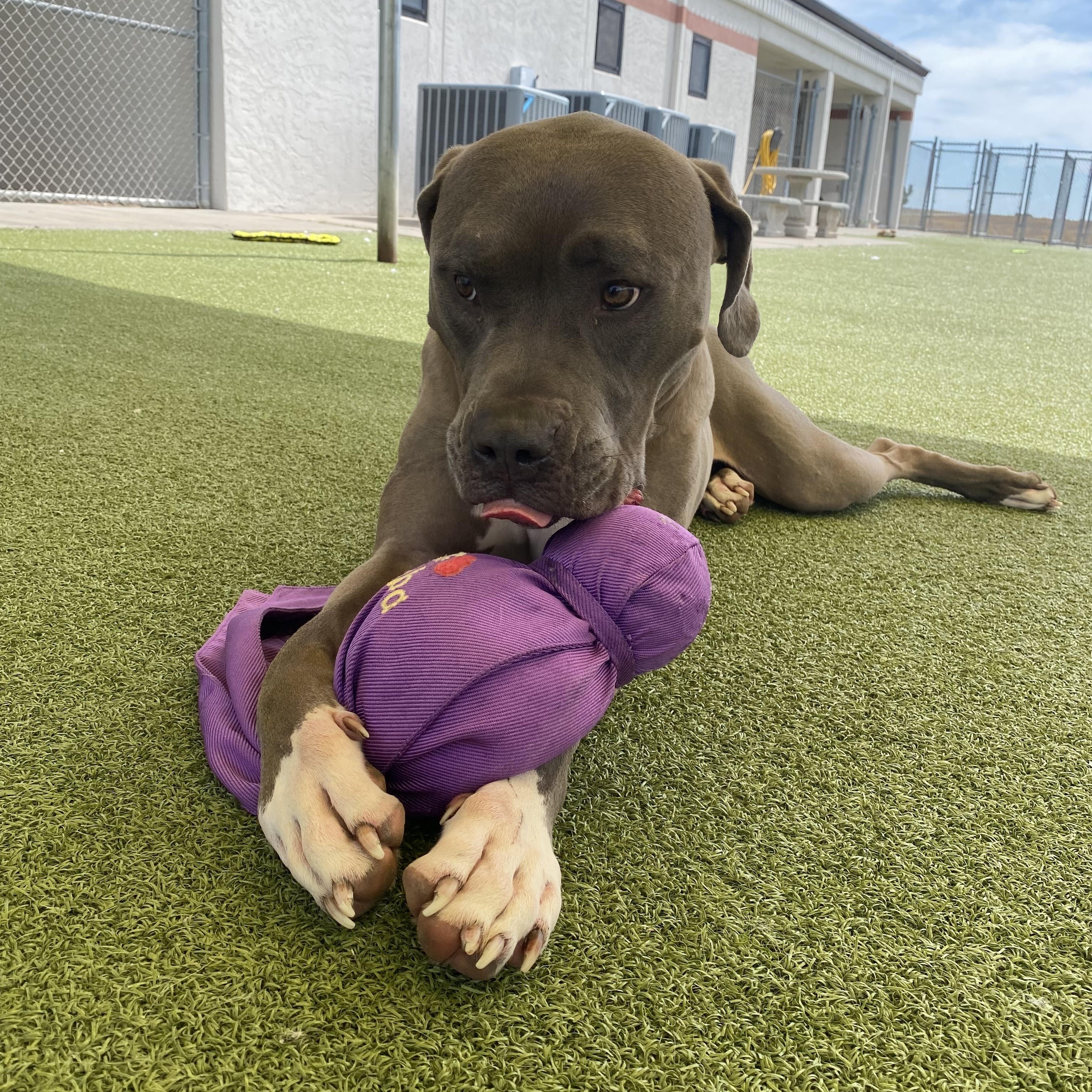 Enlarge Stray, a ADOPTABLE American Bully in Hays, KS image 2/6