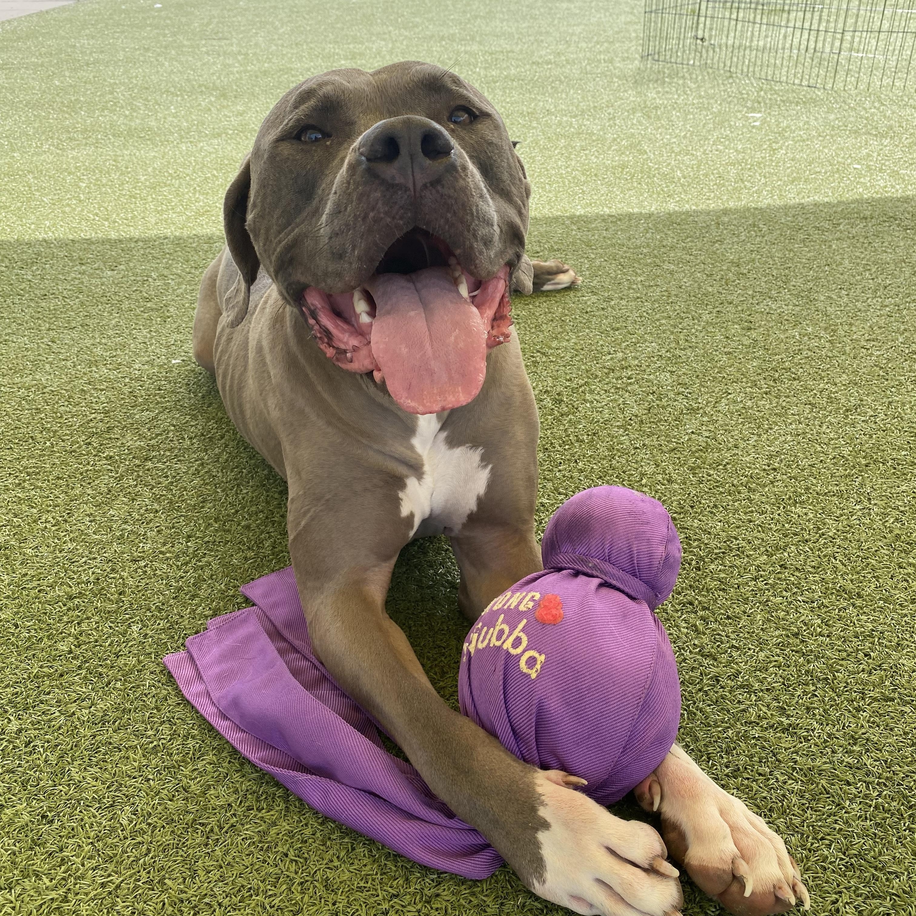 Enlarge Stray, a ADOPTABLE American Bully in Hays, KS image 6/6