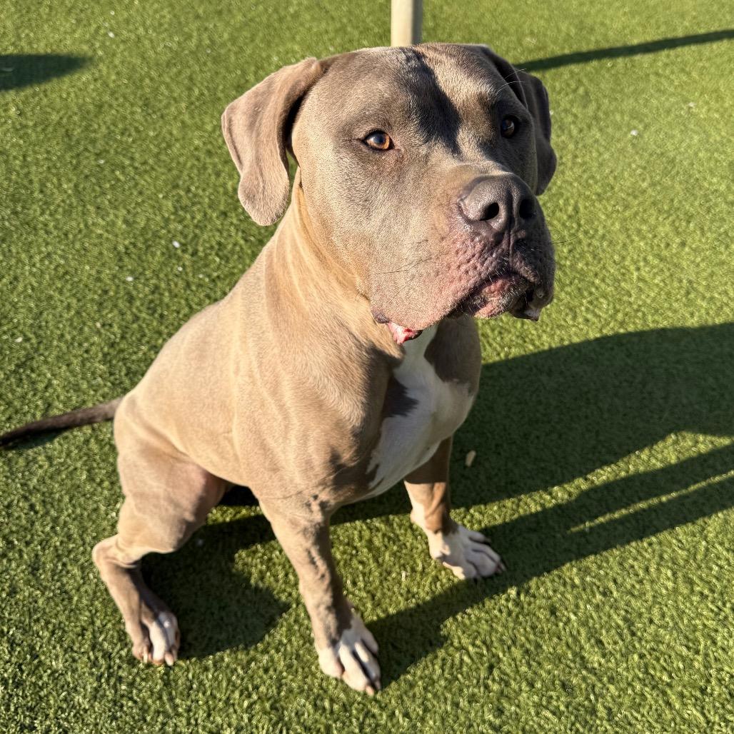 Stray, ADOPTABLE, Adult Male American Bully.