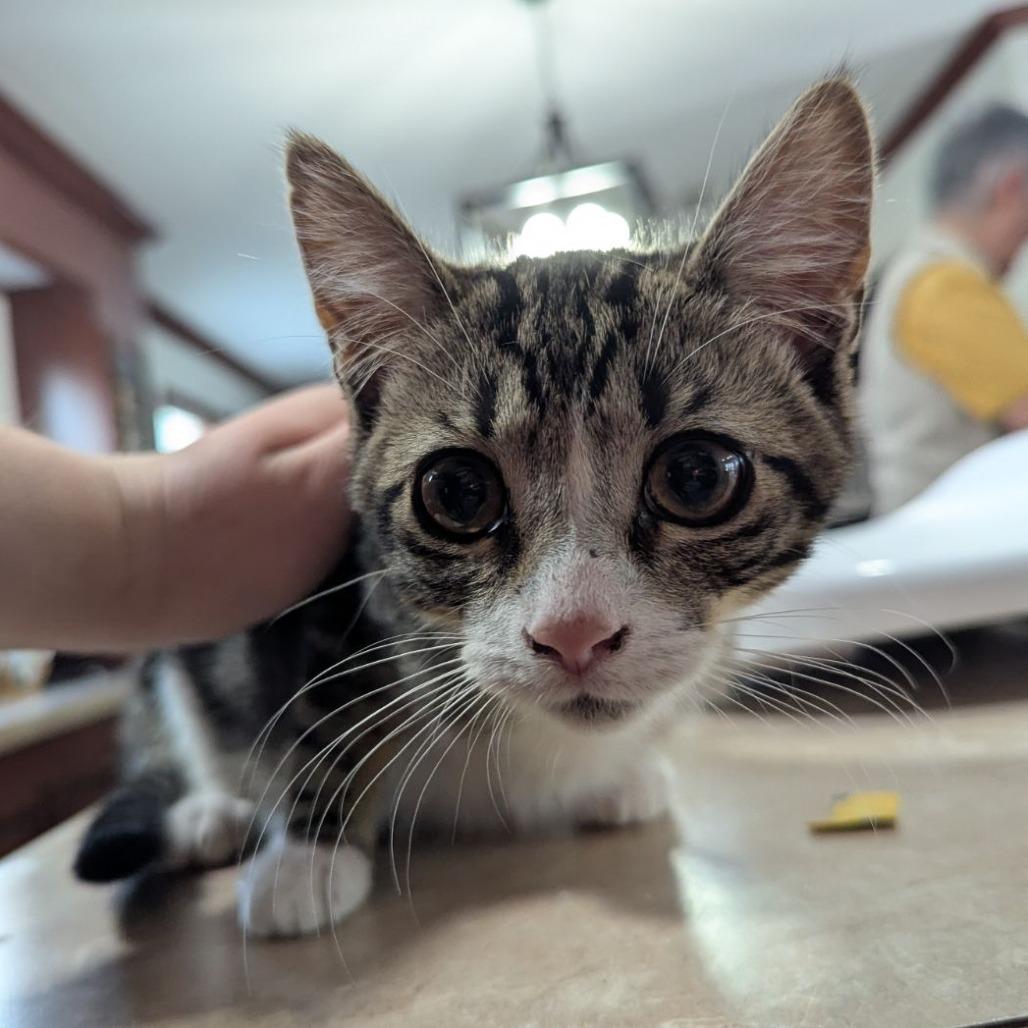 Enlarge Angus, an adopted mixed breed in Ocala, FL image 4/4