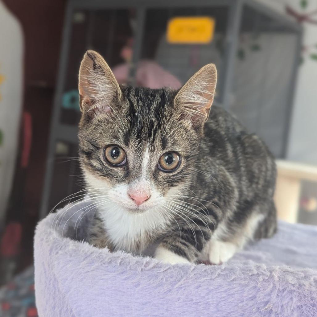 Enlarge Angus, an adopted mixed breed in Ocala, FL image 1/4