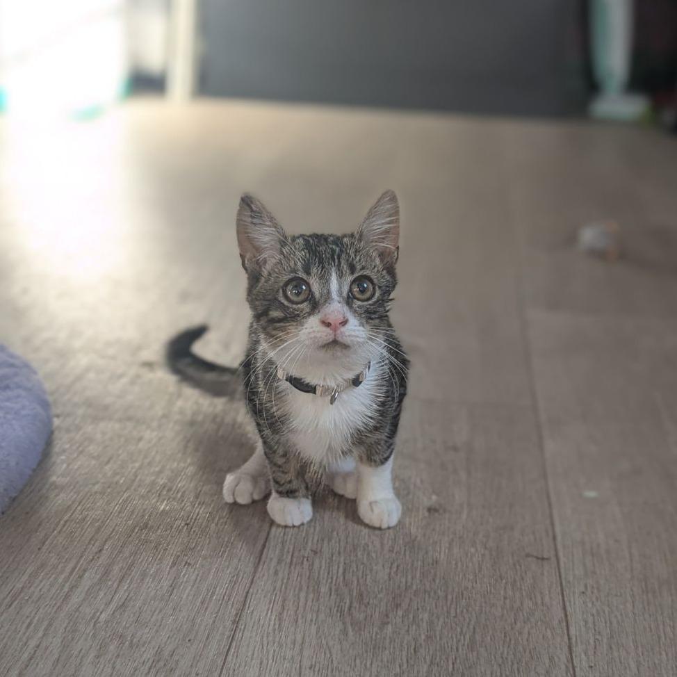 Enlarge Angus, an adopted mixed breed in Ocala, FL image 3/4