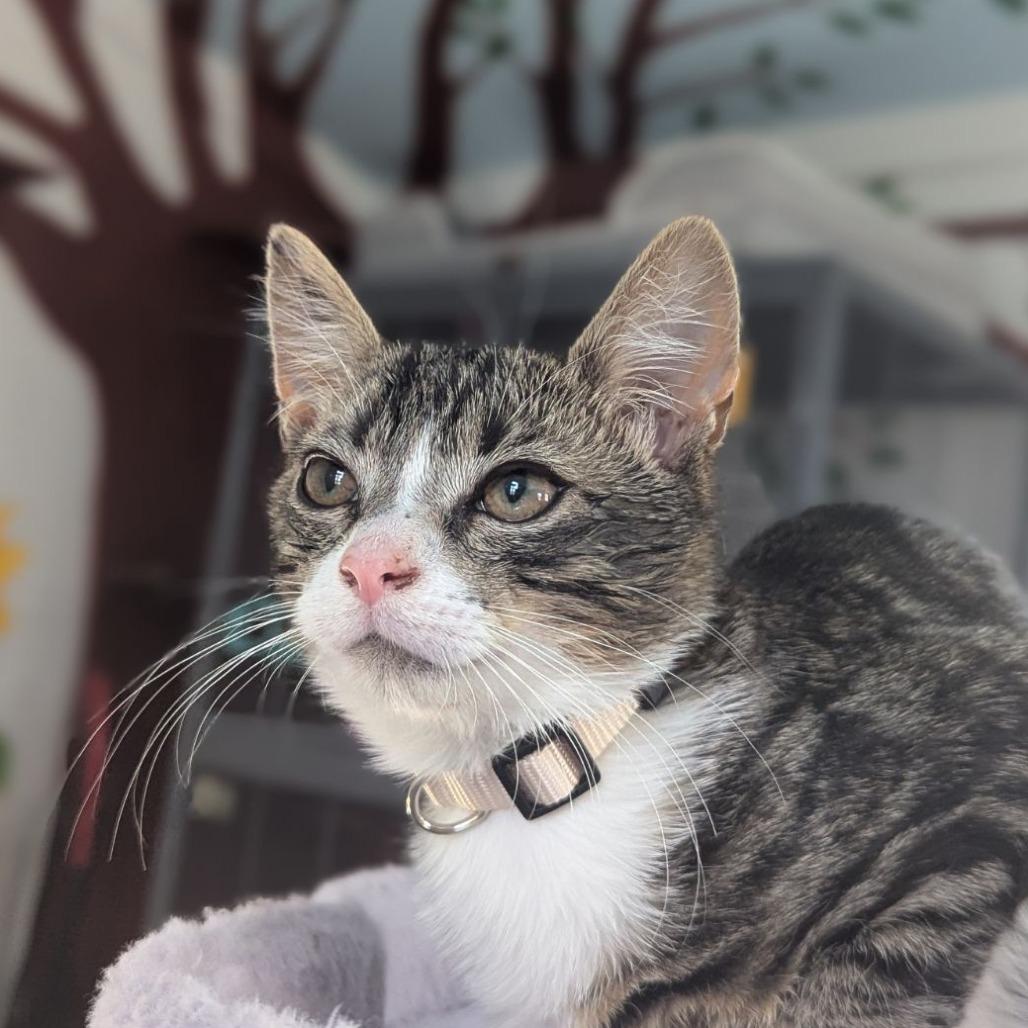 Enlarge Angus, an adopted mixed breed in Ocala, FL image 2/4