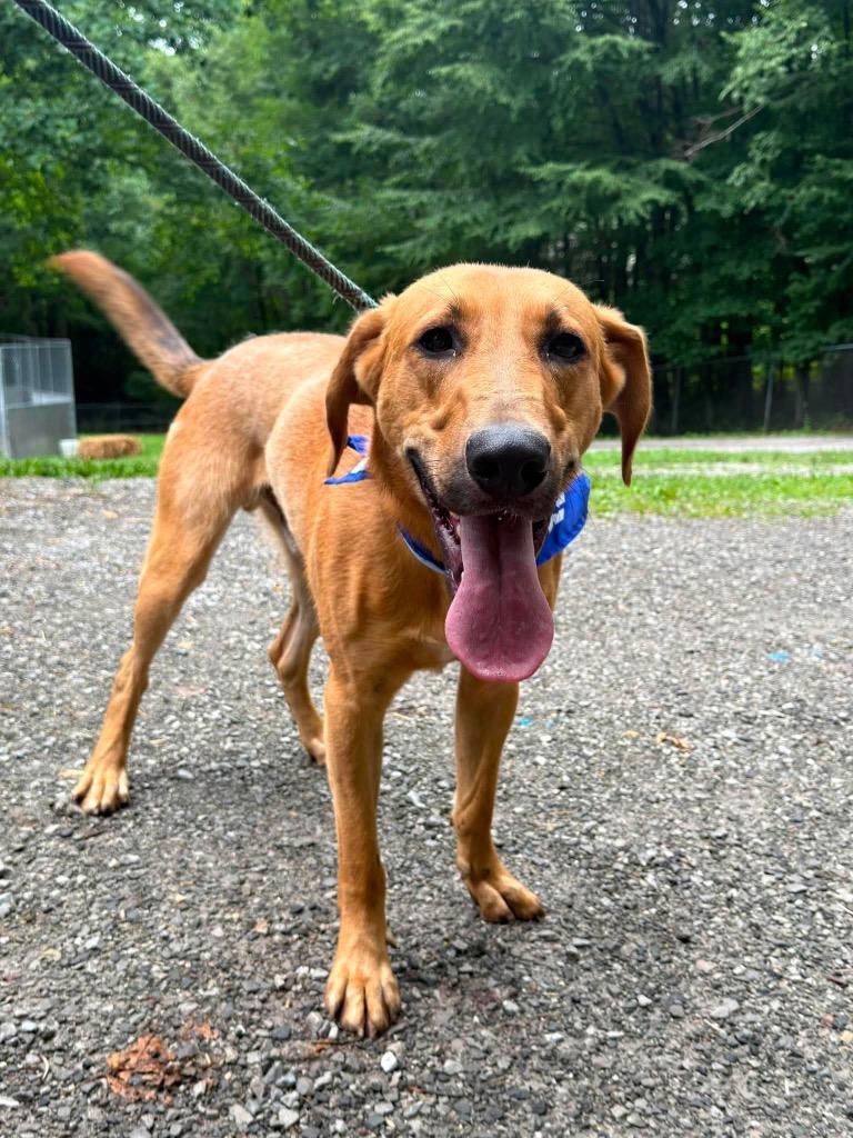 Butters, Adoptable, Young Male Hound.