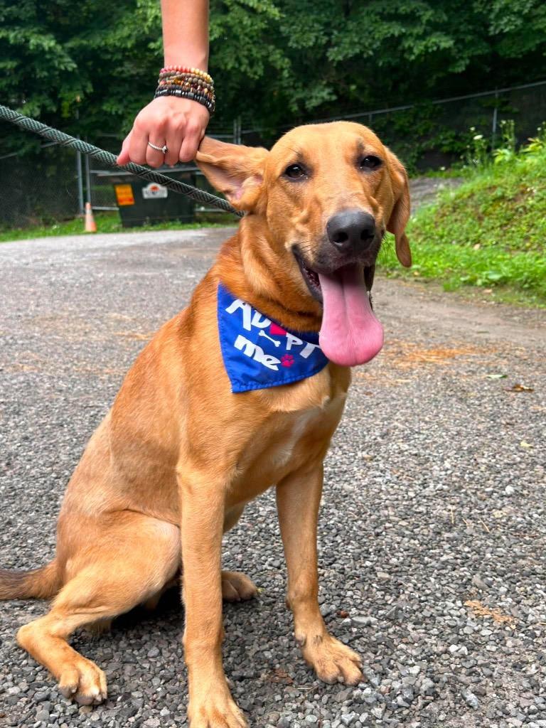 Enlarge Butters, a Adoptable mixed breed in Parsons, WV image 2/6