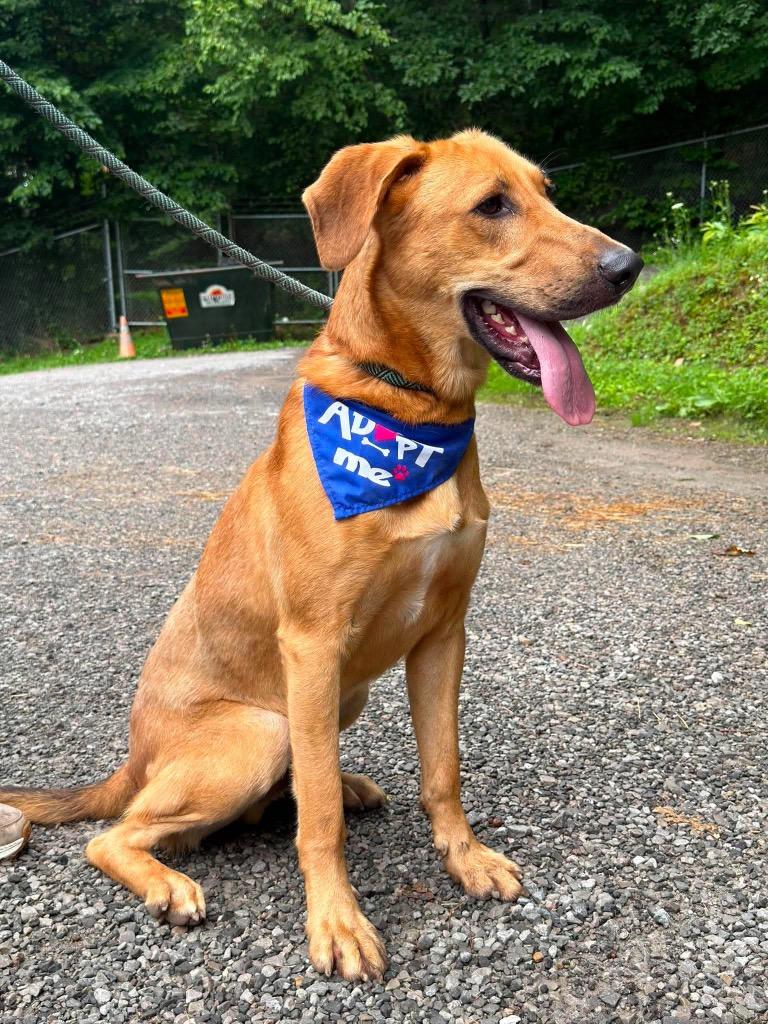 Enlarge Butters, a Adoptable mixed breed in Parsons, WV image 3/6